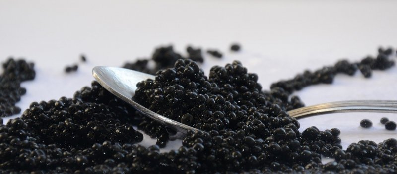 Hvilken fisk kommer kaviar fra?